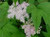 Filipendula Ulmaria - Meadowsweet 1 Ltr
