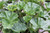Gunnera Magellanica "Devils Strawberry" 1 Ltr - Pack of 3