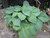 Hosta 'Bressingham Blue' 1 Ltr - Pack of 3