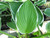 Hosta 'Francee' 1 Ltr