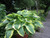 Hosta 'Wide Brim' 1 Ltr - Pack of 3