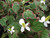 Houttuynia Cordata 'Boo Boo' 3 Ltr