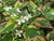 Houttuynia Cordata 'Chameleon' 1 Ltr