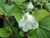 Houttuynia Cordata 'Plena' Orange Peel Plant 5 Ltr
