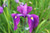 Iris Ensata - Japanese Flag 1 Ltr Iris Ensata - Japanese Flag 1 Ltr