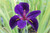 Iris Louisiana 'Black Gamecock' 10 Ltr