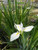 Iris Louisiana 'Her Highness' 3 Ltr Iris Louisiana 'Her Highness' 3 Ltr