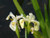 Iris Pseudacorus 'Alba' - White Flag Iris 5 Ltr