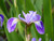 Iris Versicolor - Blue Flag 3 Ltr