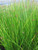 Juncus Effusus - Common Rush 9cm - Pack of 3