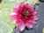 Nymphaea Almost Black (Red) 10 Ltr