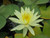 Nymphaea Colonel A J Welch (Yellow) 3 Ltr