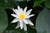 Nymphaea Marliacea Albida (White) 1 Ltr