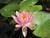 Lily - Nymphaea Odorata Firecrest (Pink) 10 Ltr