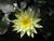 Nymphaea Odorata Sulphurea (Yellow) 1 Ltr