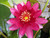 Lily - Nymphaea Perry's Baby Red (Red) 3 Ltr