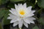 Nymphaea Perry's Double White - 3 Ltr Nymphaea Perry's Double White - 3 Ltr