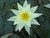 Nymphaea Pygmaea Helvola (Yellow) 1 Ltr