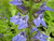 Lobelia Siphilitica - Great Blue Lobelia 3 Ltr