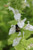 Lobelia Siphilitica Alba - White Cardinal Flower 1 Ltr - Pack of 3