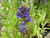 Lobelia Vedrariensis 1 Ltr - Pack of 3
