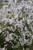 Lychnis Flos-cuculi 'White Robin' 1 Ltr - Pack of 3