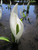 Lysichiton Camtschatcensis - Asian Skunk Cabbage 1 Ltr - Pack of 3