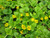 Lysimachia Nummularia - Golden Creeping Jenny 1 Ltr - Pack of 3