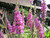 Lythrum Salicaria - Purple Loosestrife 3 Ltr
