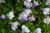 Mazus Reptans - Creeping Mazus 1 Ltr - Pack of 3