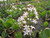 Menyanthes Trifoliata - Bogbean 1 Ltr - Pack of 3