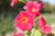Mimulus Cupreus 'Red Emperor' 1 Ltr - Pack of 3