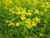 Mimulus Guttatus - Seep Monkeyflower 3 Ltr