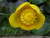 Nuphar Lutea - Yellow Waterlily 10 Ltr