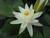 Nymphaea Alba White Lily 3 Ltr