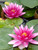 Nymphaea Charles De Meurville Red Lily 3 Ltr