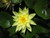 Nymphaea Marliacea Chromatella Yellow Lily 1 Ltr