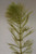 OXY Myriophyllum Verticillatum Pack of 5 - Whorl Leaf Watermillfoil