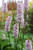 Persicaria Bistorta 'Common Bistort' 1 Ltr