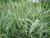 Phalaris Arun Var Picta 'Gardeners Garters' 1 Ltr