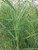 Phragmites Australis 'Common Reed' 3 Ltr