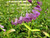 Physostegia Virginiana 'Vivid' 1 Ltr - Pack of 3