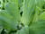 Pistia Stratiotes 'Dwarf Water Lettuce' Pack of 5