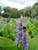 Pontederia Cordata 'Pickerel Weed' 1 Ltr