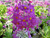 Primula Beesiana 'Bees Primrose' 9cm - Pack of 3