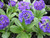 Primula Denticulata 'Drumstick Primula' 9cm - Pack of 3