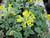 Primula Veris 'Common Cowslip' 9cm - Pack of 3