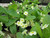 Primula Vulgaris 'Primose' 9cm - Pack of 3