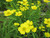 Ranunculus Flammula 'Lesser Spearwort' 1 Ltr - Pack of 3