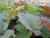 Rheum Palmatum 'Chinese Rhubarb' 1 Ltr